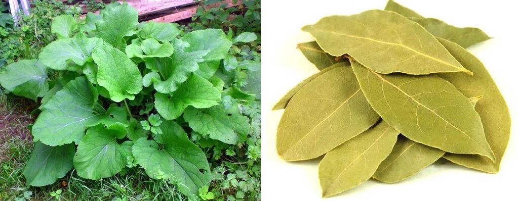 burdock leaf and bay leaf for joint pain