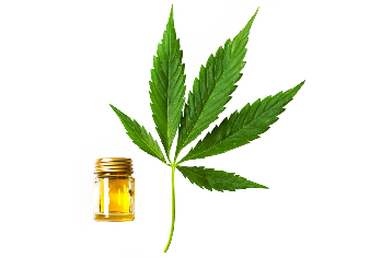 hemp oil in the composition of the oil of Cannabis